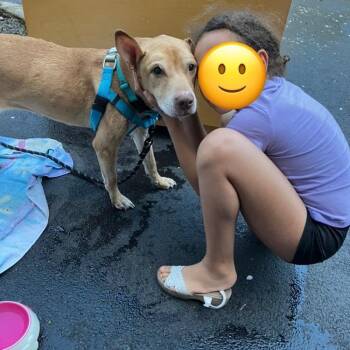 Rescue Pit Bull Terrier Dogs for Adoption in Chicago, Illinois - Kia | PetCurious