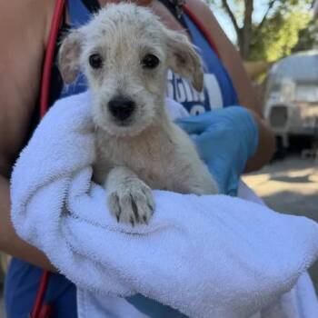 Enoch -  Terrier Dog for Adoption in Austin, Texas - Enoch | PetCurious