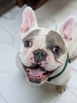 Bennie -  French Bulldog Dog for Adoption in Puyallup, Washington - Bennie | PetCurious