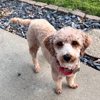 Olive -  Miniature Poodle Dog for Adoption in La Grange, Kentucky - Olive | PetCurious