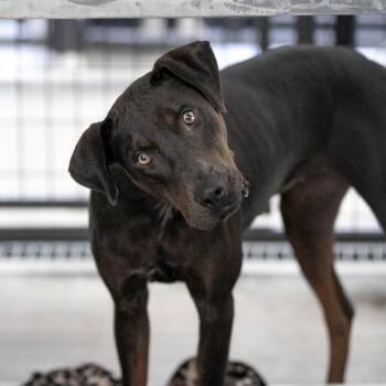 Elsa (AG26-46) -  Catahoula Leopard Dog Dog for Adoption in Peyton, Colorado - Elsa (AG26-46) | PetCurious