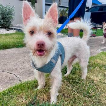 Javi -  West Highland White Terrier Westie Dog for Adoption in Sunderland, Maryland - Javi | PetCurious