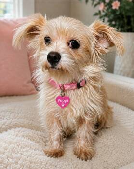 POPPI -  Maltese Dog for Adoption in Grand Prairie, Texas - POPPI | PetCurious