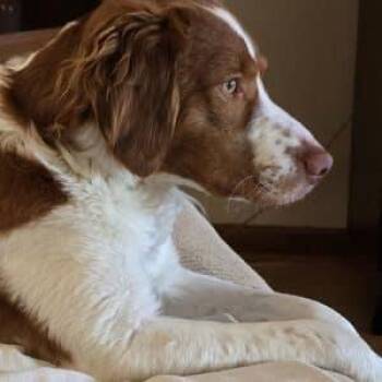 Brittany Spaniel Dogs Available for Adoption in Manitowoc, Wisconsin - Beau  #20043804     WI | PetCurious