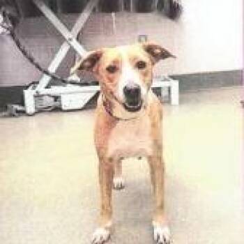 Terrier and Mixed Breed Dogs Available for Adoption in Buellton, California - TamTam | PetCurious
