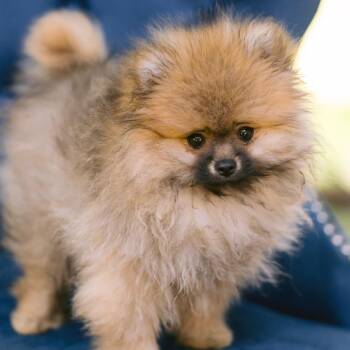 Nikki -  Pomeranian Dog for Adoption in Zionsville, Indiana - Nikki | PetCurious