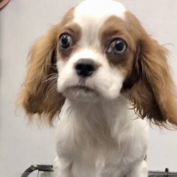Rescue Cavalier King Charles Spaniel Dogs for Adoption in Lincolnwood, Illinois - Dustin | PetCurious