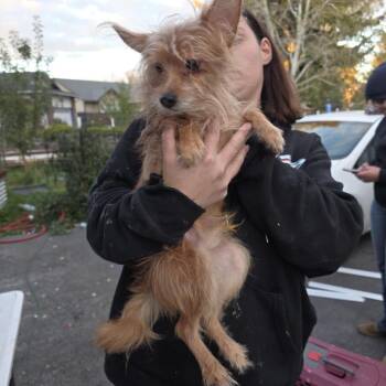 Joey -  Mixed Breed Dog for Adoption in Klamath Falls, Oregon - Joey | PetCurious