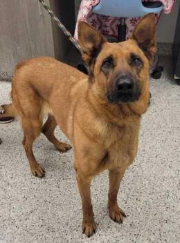 Java Bean -  Shepherd and Mixed Breed Dog for Adoption in Kansas City, Missouri - Java Bean | PetCurious