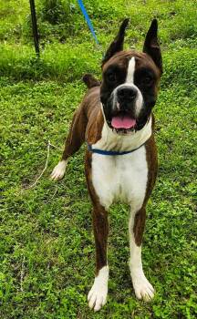 Boxer Dogs Available for Adoption in The Woodlands, Texas - Ruckus | PetCurious