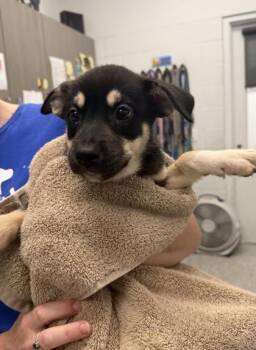 Rickon -  Mixed Breed Dog for Adoption in Kansas City, Missouri - Rickon | PetCurious