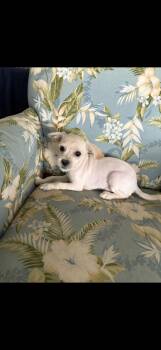 Professor Plum -  Miniature Schnauzer Dog for Adoption in Seaside Heights, New Jersey - Professor Plum | PetCurious