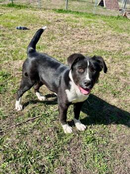 Collie and Mixed Breed Dogs Available for Adoption in Saint James, Minnesota - Fiora | PetCurious