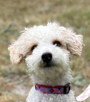 Lenny -  Miniature Poodle Dog for Adoption in Egg Harbor City, New Jersey - Lenny | PetCurious