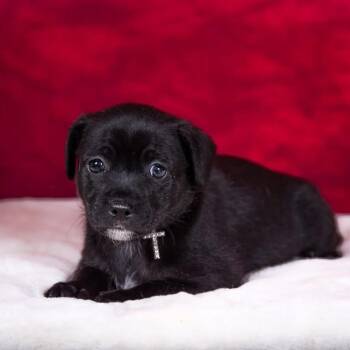 Chihuahua Dogs Available for Adoption - Aries | PetCurious