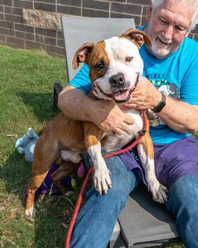 Kane -  Mixed Breed Dog for Adoption in Chamblee, Georgia - Kane | PetCurious