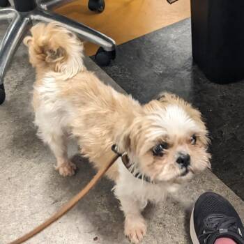 Hope -  Shih Tzu Dog for Adoption in Philadelphia, Pennsylvania - Hope | PetCurious