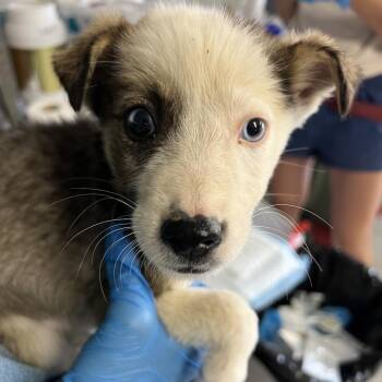 Too-y -  Mixed Breed Dog for Adoption in Moab, Utah - Too-y | PetCurious