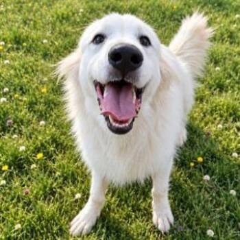 CT Kaley -  Great Pyrenees and Samoyed Dog for Adoption in Stormville, New York - CT Kaley | PetCurious
