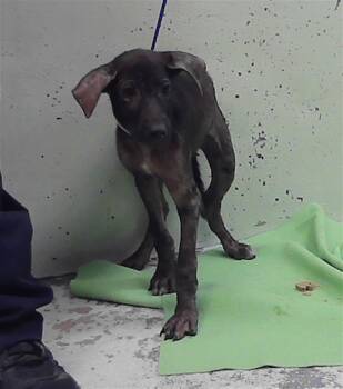A2090558 -  German Shepherd Dog and Mixed Breed Dog for Adoption in Houston, Texas - A2090558 | PetCurious
