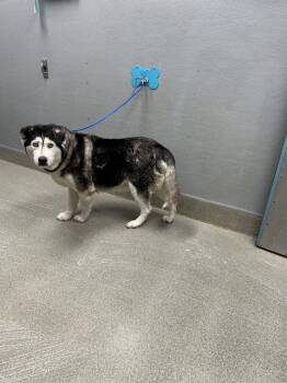 MURIEL -  Siberian Husky Dog for Adoption in Las Vegas, Nevada - MURIEL | PetCurious