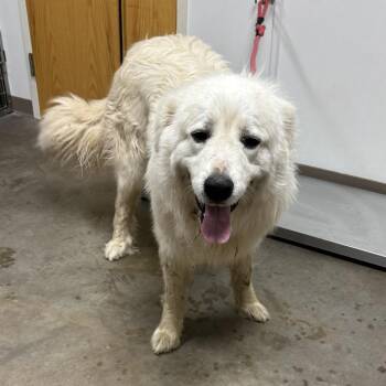 Great Pyrenees Dogs Available for Adoption in Ottawa, Kansas - Toby | PetCurious