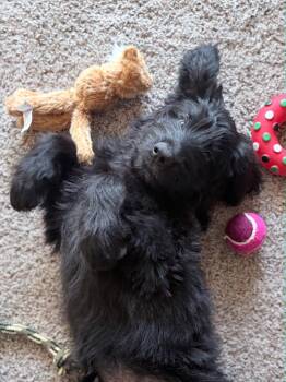 Giuseppe -  Poodle and Labrador Retriever Dog for Adoption in Hillside, Illinois - Giuseppe | PetCurious