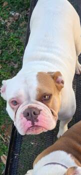 English Bulldog Dogs Available for Adoption - Zylah | PetCurious