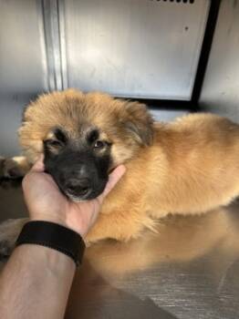 Rescue German Shepherd Dog and Mixed Breed Dogs for Adoption in Fort Worth, Texas - 59834049 | PetCurious