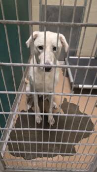 SNOW WHITE -  German Shepherd Dog and Mixed Breed Dog for Adoption in Texas City, Texas - SNOW WHITE | PetCurious