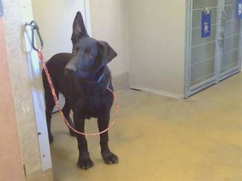 HANZ -  German Shepherd Dog Dog for Adoption in Sacramento, California - HANZ | PetCurious