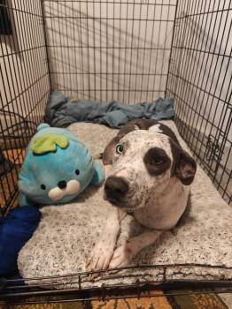 Sally -  Cattle Dog and Labrador Retriever Dog for Adoption in Bonita, California - Sally | PetCurious