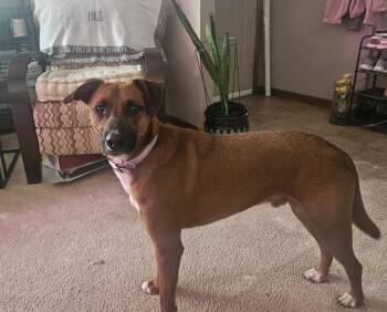 Buddy -  Black Mouth Cur Dog for Adoption in Manhattan, Kansas - Buddy | PetCurious