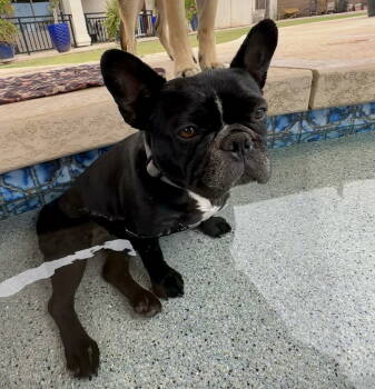 Rescue French Bulldog Dogs for Adoption in Queen Creek, Arizona - Lola | PetCurious