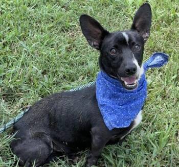 Ziggy $25 -  Mixed Breed Dog for Adoption in Seneca, South Carolina - Ziggy $25 | PetCurious