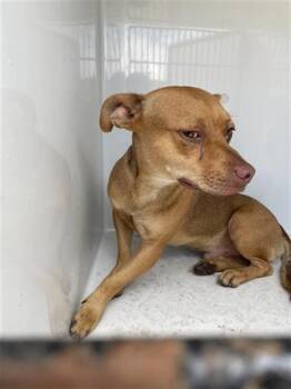 Rescue Chihuahua Dogs for Adoption in Houston, Texas - A644532 | PetCurious