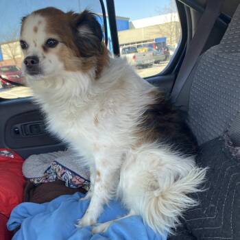 Casanova -  Mixed Breed Dog for Adoption in Chattanooga, Tennessee - Casanova | PetCurious