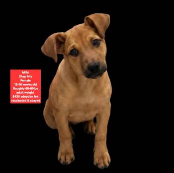 Milly -  Shepherd Dog for Adoption in Oviedo, Florida - Milly | PetCurious