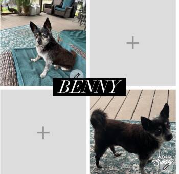 Benny -  Chihuahua Dog for Adoption in New Braunfels, Texas - Benny | PetCurious