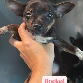Chihuahua Dogs Available for Adoption in Tampa, Florida - Rocket | PetCurious