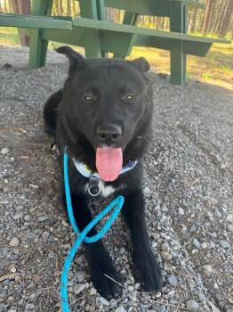 Rescue Chow Chow Dogs for Adoption in Libby, Montana - Bear | PetCurious