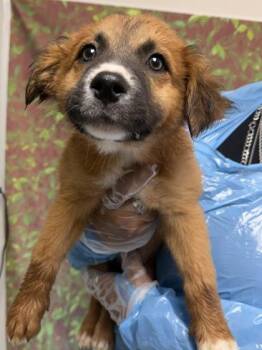 Retriever and Mixed Breed Dogs Available for Adoption in San Antonio, Texas - Egg Roll | PetCurious