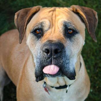 Rescue Cane Corso Dogs for Adoption in Valparaiso, Indiana - Jillian | PetCurious