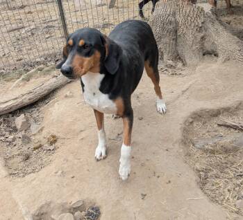 CLARABELLE -  Black And Tan Coonhound Dog for Adoption in Chicopee, Massachusetts - CLARABELLE | PetCurious