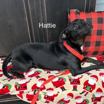 Hattie -  Black Labrador Retriever Dog for Adoption in Princeton, Kentucky - Hattie | PetCurious