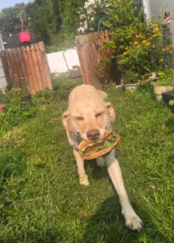 Gemma -  Labrador Retriever and Mixed Breed Dog for Adoption in Hampton, Virginia - Gemma | PetCurious