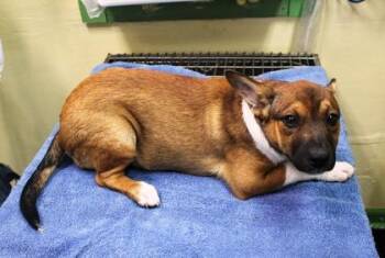 Border Collie and Mixed Breed Dogs Available for Adoption in Picayune, Mississippi - Zinnia | PetCurious