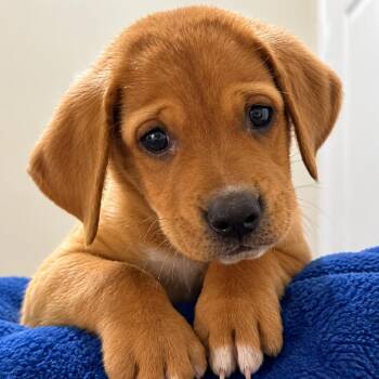 Dante SM -  Labrador Retriever and Hound Dog for Adoption in Austin, Texas - Dante SM | PetCurious