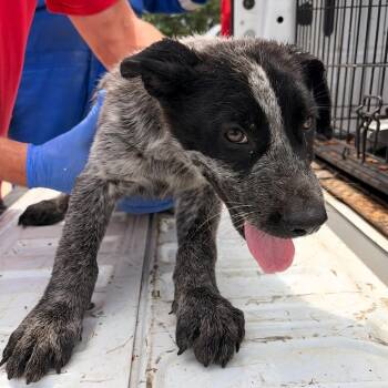 Max -  Australian Cattle Dog Blue Heeler and Mixed Breed Dog for Adoption in Marshall, Texas - Max | PetCurious