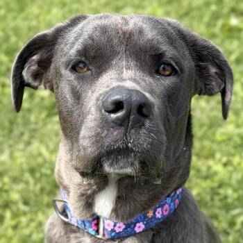 Mastiff Dogs Available for Adoption in Jefferson, Wisconsin - Williamette | PetCurious